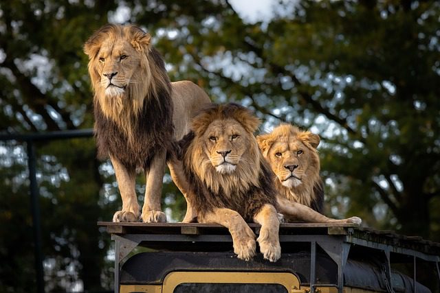 20 Big Cats Die from Avian Influenza at a Washington Sanctuary What Happened