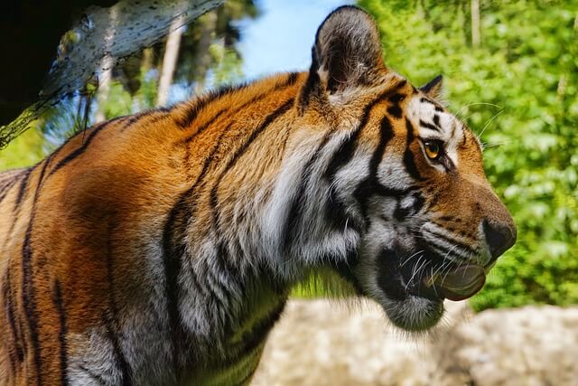 Shelton Animal Sanctuary's large cats, including tigers and lions, affected by avian flu outbreak.