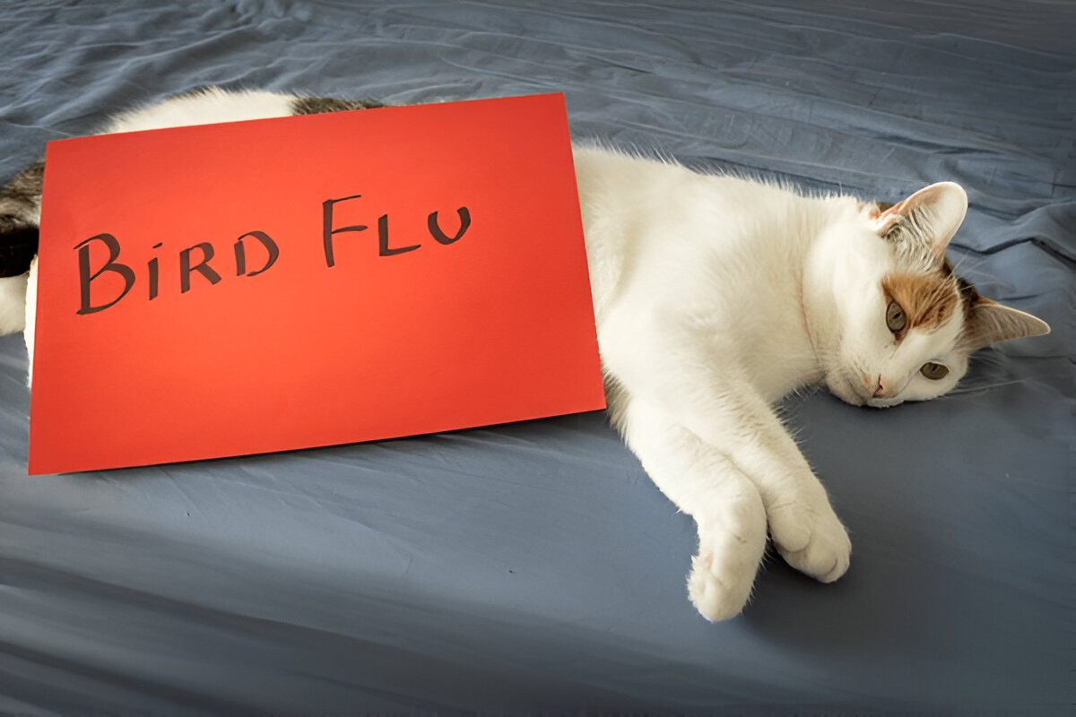 Cat indoors to avoid bird flu risks