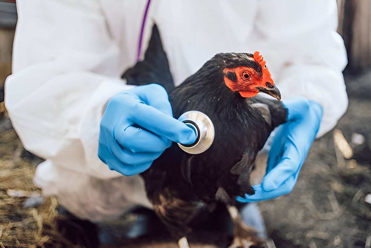 A Potential Threat: New Mutation of Bird Flu Found in Human